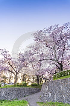 Japanese cherry Blossom & x28;Sakura tree& x29; spring season or hanabi season in japan, outdoor garden background