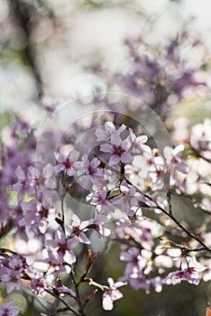 The Japanese cherry Blossom & x28;Sakura tree& x29; spring season or hanabi season in japan, outdoor pastel color background