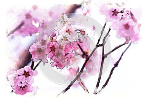 Japanese cherry Blossom Sakura tree spring season or hanabi season in japan, outdoor pastel color background