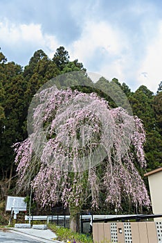 Japanese of cherry Blossom Sakura tree spring season or hanabi season in japan, outdoor pastel color background