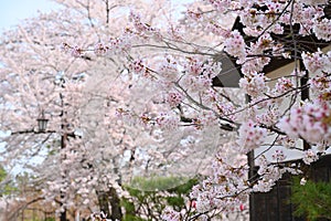 Japanese cherry Blossom (Sakura tree) spring season or hanabi season in japan, outdoor pastel color background