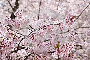 Japanese cherry Blossom (Sakura tree) spring season or hanabi season in japan, outdoor pastel color background