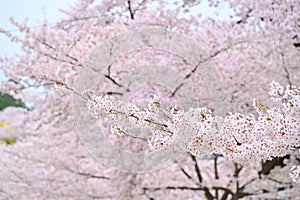 Japanese cherry Blossom (Sakura tree) spring season or hanabi season in japan, outdoor pastel color background