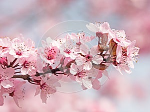 Japanese Cherry Blossom photo