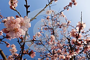 Japanese Cherry Blossom During Springtime