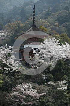 Japanese Cherry Blossom Temple