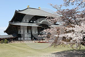 Japanese Cherry Blossom with Todaiji Temple