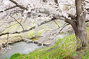 Japanese cherry blossom tree and river in japan