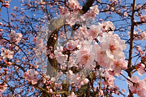 Japanese Cherry Blossom Tree in Spring