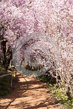 Japanese cherry Blossom of Tunnel & x28;Sakura tree& x29; spring season or