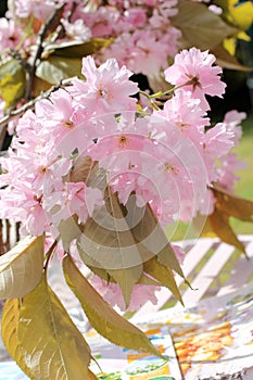 Japanese cherry blossom in the vase in the garden