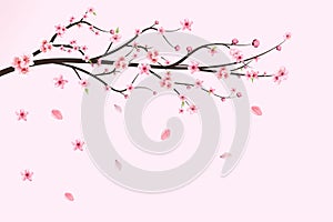 Japanese Cherry blossom vector. Cherry blossom leaves falling. Realistic cherry blossom branch. Pink Sakura flower falling. Sakura