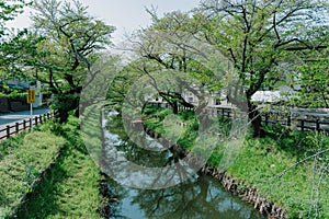 Japanese cherry blossom viewing spots at Shingashi river in Kawagoe, Saitama, Japan