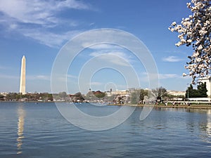 Japanese Cherry Blossom in Washington DC with view on Tidal Basin.