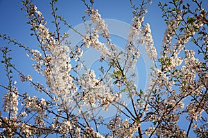 Japanese cherry blossoms