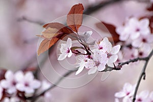 Japanese cherry blossoms