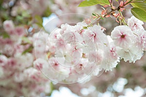 Japanese cherry blossoms