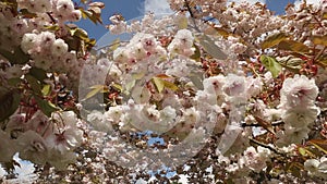 Japanese Cherry Blossoms and Bee