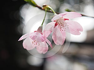 Japanese Cherry Blossoms in Bloom