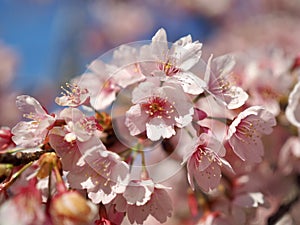 Japanese Cherry Blossoms in Bloom