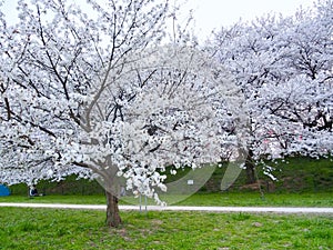 Japanese Cherry Blossoms in Bloom