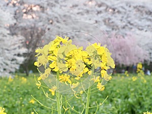 Japanese Cherry Blossoms in Bloom