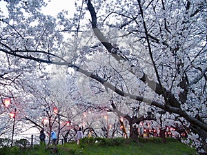 Japanese Cherry Blossoms in Bloom