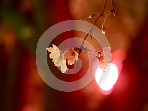 Japanese Cherry Blossoms in Bloom