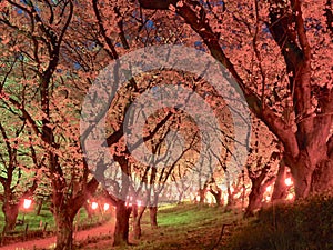 Japanese Cherry Blossoms in Bloom