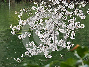 Japanese Cherry Blossoms in Bloom