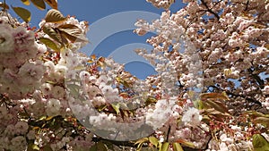 Japanese Cherry Blossoms Blue Sky