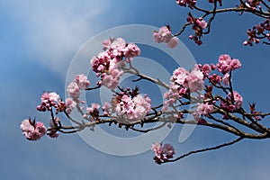 Japanese cherry blossoms on a branch bloom against a blue sky in spring. The flowers are pink