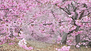 Japanese cherry blossoms, an early-blooming variety called Kawazu-zakura