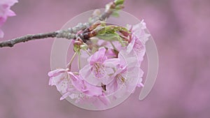 Japanese cherry blossoms, an early-blooming variety called Kawazu-zakura