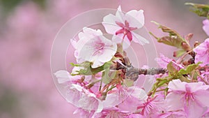 Japanese cherry blossoms, an early-blooming variety called Kawazu-zakura