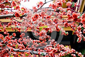 Japanese cherry blossoms in full bloom