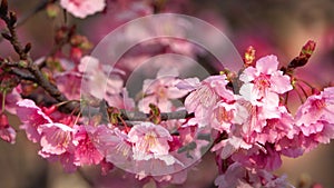 Japanese cherry blossoms in full bloom. Bees fly around the flowers.