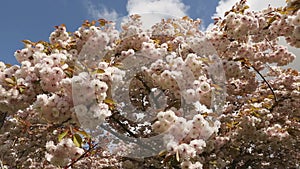 Japanese Cherry Blossoms Looking Up