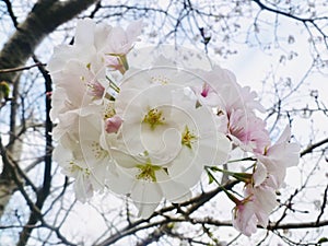 Japanese cherry blossoms in the morning.