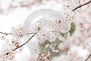 Japanese cherry blossoms in Nara