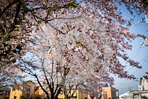 Japanese Cherry Blossoms Petals.