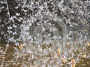 Japanese Cherry Blossoms with Reflection