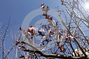 Japanese Cherry blossoms. Sakura or Prunus serrulata Kanzan. Sun flare. Flower wallpaper. Springtime.