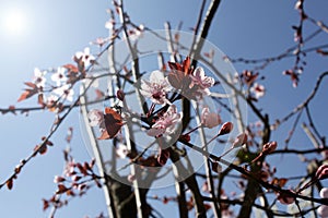 Japanese Cherry blossoms. Sakura or Prunus serrulata Kanzan. Sun flare. Flower wallpaper. Springtime