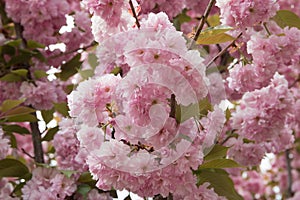 Japanese cherry blossoms photo