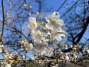 Japanese cherry blossoms, someiyoshino flowers.