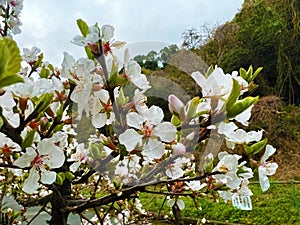 Japanese cherry blossoms, someiyoshino flowers.