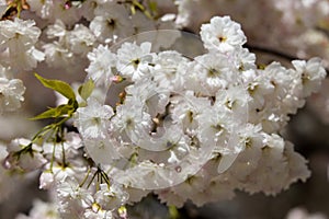 Japanese cherry blossoms in spring.