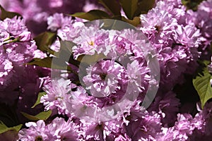 Japanese cherry blossoms in spring.