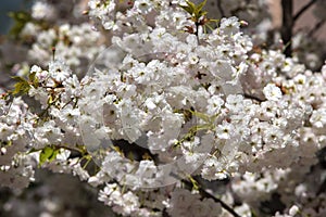 Japanese cherry blossoms in spring.